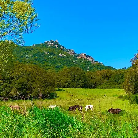L'aravone
