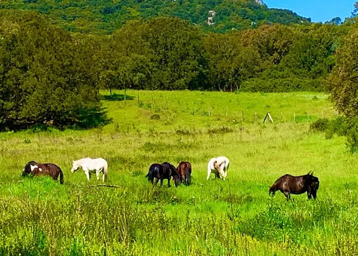 L'aravone Aparthotel 3*