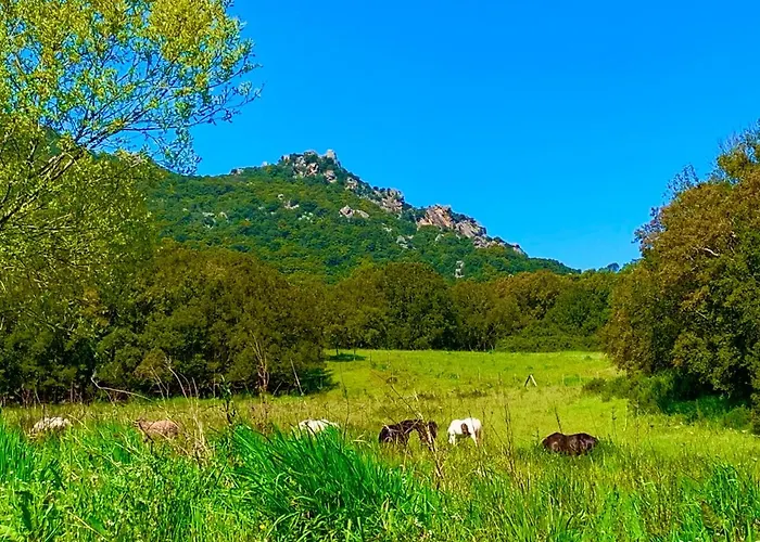L'aravone